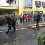 Forstwirtschaft